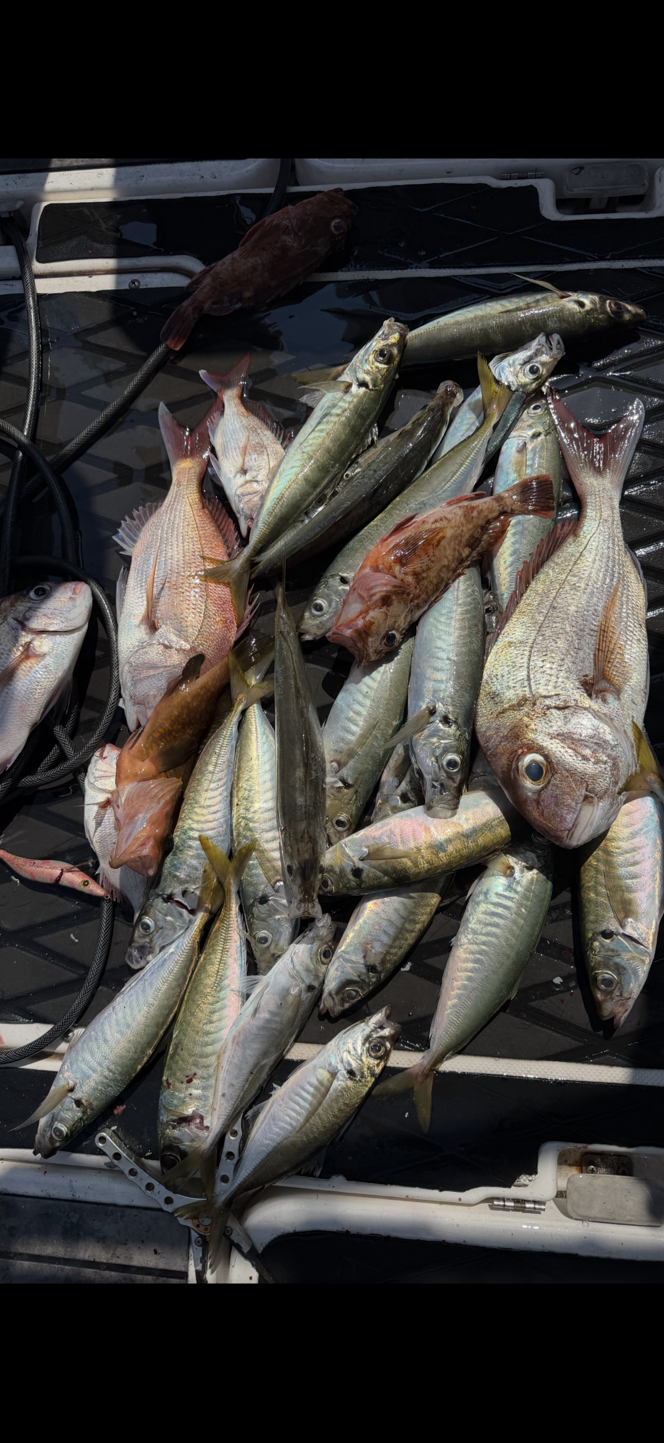 遊漁船での釣果写真